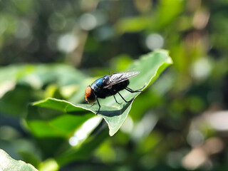 Flies with red eyes and thin wings perched on green leaves, in daylight on a natural blurred...