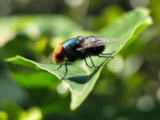 Flies with red eyes and thin wings perched on green leaves, in daylight on a natural blurred...