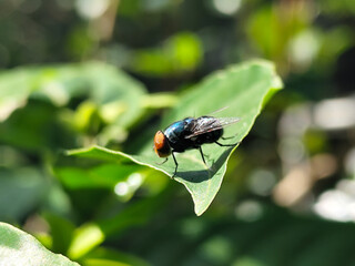 Flies with red eyes and thin wings perched on green leaves, in daylight on a natural blurred...