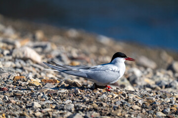 Arctic tern (Sterna paradisaea) on the ground at the research station in Ny Alesund, Svalbard, Norway