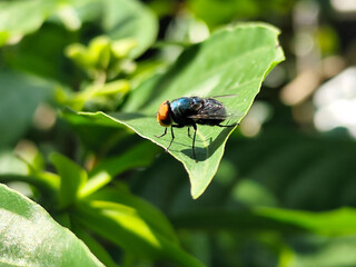 Flies with red eyes and thin wings perched on green leaves, in daylight on a natural blurred background. This type is often seen flying in kitchens, cages, trash cans, etc.