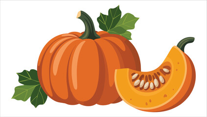 organic pumpkin cross-section vector illustration white space