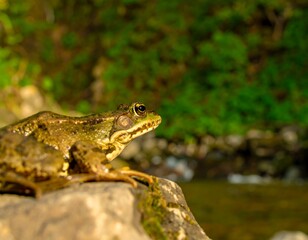 Obraz premium Frog on a rock by a stream