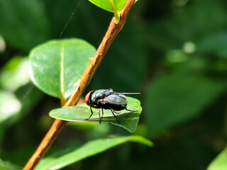 Flies with red eyes and thin wings perched on green leaves, in daylight on a natural blurred...