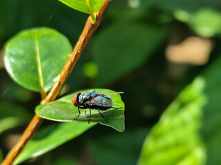 Flies with red eyes and thin wings perched on green leaves, in daylight on a natural blurred background. This type is often seen flying in kitchens, cages, trash cans, etc.
