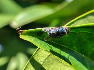 Flies with red eyes and thin wings perched on green leaves, in daylight on a natural blurred background. This type is often seen flying in kitchens, cages, trash cans, etc.