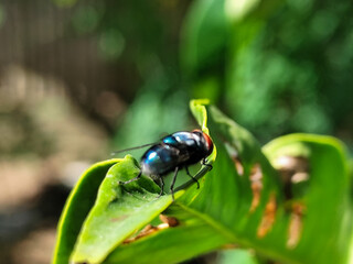 Flies with red eyes and thin wings perched on green leaves, in daylight on a natural blurred...