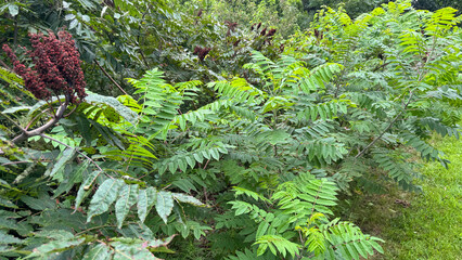 Smooth Sumac