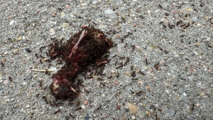 brutal reality of nature