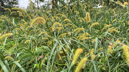 Fototapeta premium Yellow Foxtail
