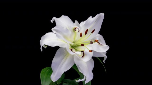 White lily flower blooming, isolated on black background.