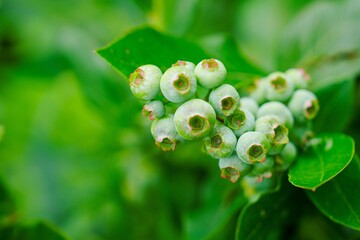 A close-up of unripe green blueberries on a bush showcases the promise of a healthy harvest. This image evokes summer and nature, perfect for articles on gardening and nutrition.