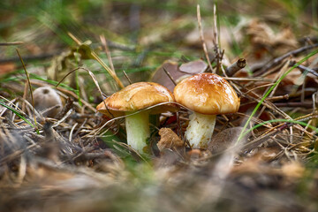 A pair of vibrant Greville's bolete mushrooms flourishing in their natural woodland habitat.