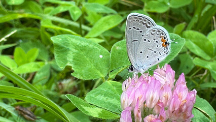 Eastern Tailed Blue Butterfly © James
