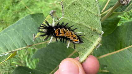 Milkweed Tussock Moth Caterpillar