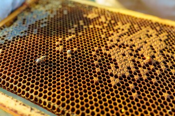 A close-up shot highlights the intricate pattern of honeycomb cells within a wooden frame,...