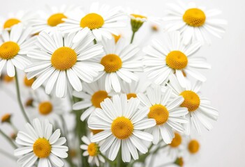 Fototapeta premium Close-up of chamomile flowers, crisp white background, perfect focus, healthy, clean