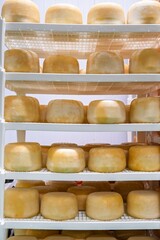 This image shows wheels of cheese maturing on white shelves, showcasing the cheese-making art....