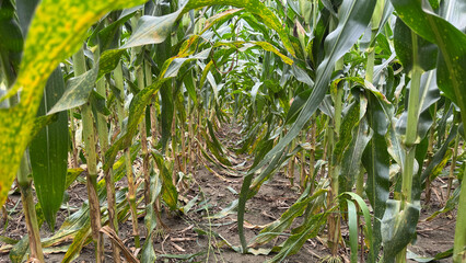 Rows of Corn