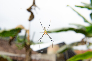 Golden Orb Weaver Spider on Web in Tropical Garden