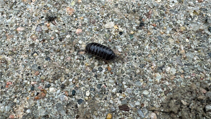 Rollie Pollie