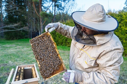 A beekeeper in protective gear inspects a honeycomb frame filled with bees. This image highlights beekeeping, honey production, and environmental conservation, suitable for educational use. - Powered by Adobe