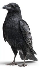 Fototapeta premium Detailed Black Raven Close Up Against White Background