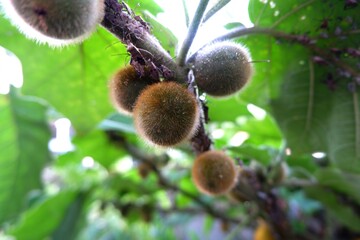 Solanum or Bolo Maka hanging from the tree in the garden.