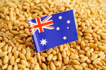 Australia flag on grain wheat, trade export and economy concept.