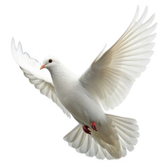 Fototapeta premium White dove flying isolated on transparent background