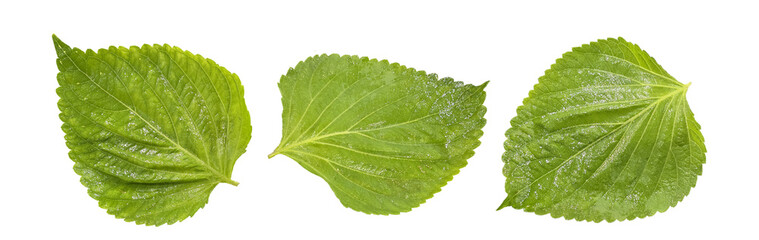 Set of fresh green perilla leaves top view
