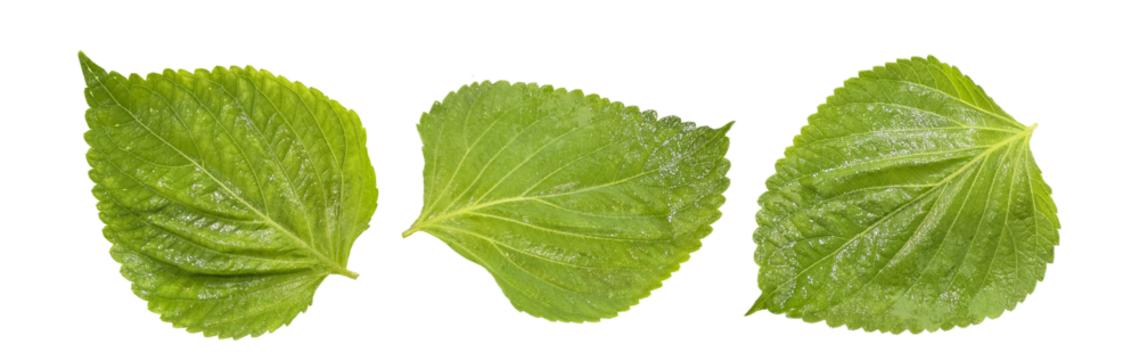 Set of fresh green perilla leaves top view
