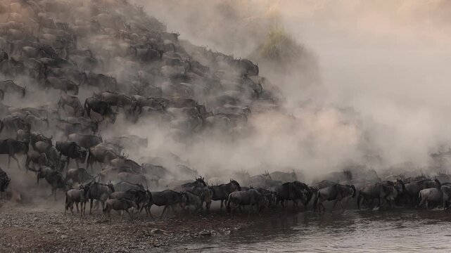 The great migration, wildebeest cross the Mara River in Africa