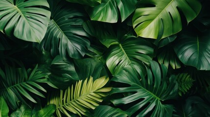 Discover a rich tapestry of lush green tropical leaves, perfect for backgrounds and nature-themed projects. This vibrant foliage captures the essence of a serene environment.