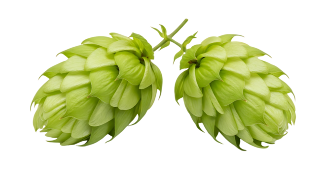 Two fresh green hop cones isolated on transparent background