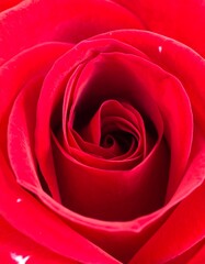 Close-up of a vibrant red rose, petals spiraling inward to the center
