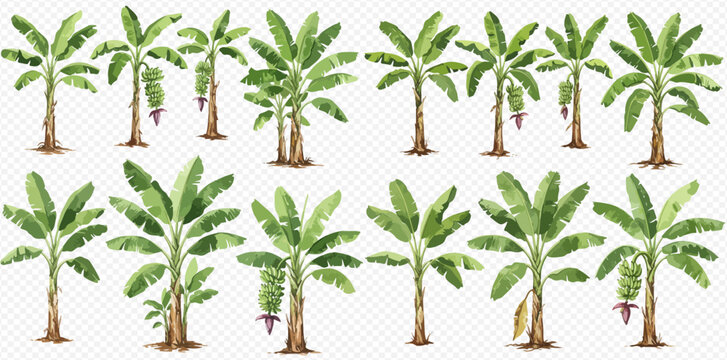A collection of watercolor banana palm trees with large green leaves, fruit, and flowers on a transparent background.