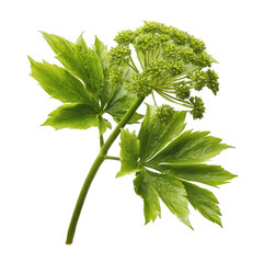 Angelica keiskei (Ashitaba) or tomorrow's leaves [Transparent Background PNG]