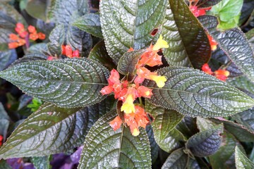 Close-up of Flame violet or Chrysothemis pulchella.