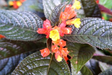 Close-up of Flame violet or Chrysothemis pulchella.