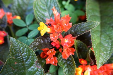 Close-up of Flame violet after rain.