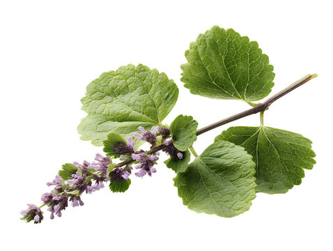 Patchouli Plant Stem with Lush Green Leaves and Small Lavender Buds, Side Profile View, Isolated on Transparent Background