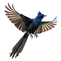 Obraz premium Black and White Magpie Isolated on White Background