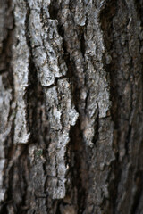Close Up Of The Bark Of A Blackboard Tree