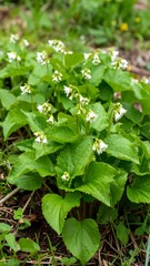 Close-up of a cluster of small, white flowers with green leaves