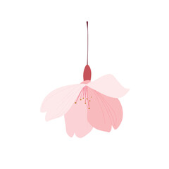 Delicate pink flower blossom with visible stamen and single stem detail