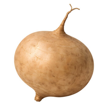 A single jicama root isolated on a black background showing its light brown skin and unique shape