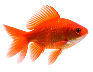  Angled Side Perspective of Red Fish Showing Fins and Body Curvature, Isolated PNG