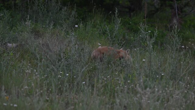 Fox kits at their den in the spring