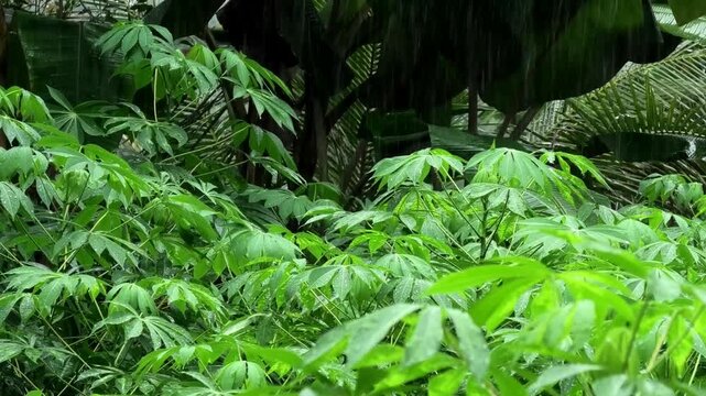 Leaves of cassava plant soaked in the rain and swaying in the gentle breeze